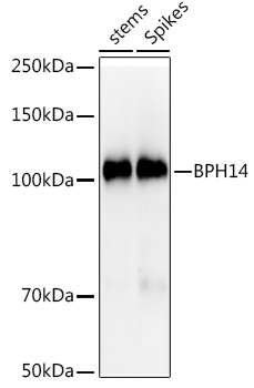 BPH14 Rabbit pAb