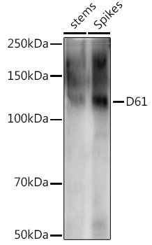 D61 Rabbit pAb