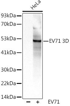 EV71 3D Rabbit pAb