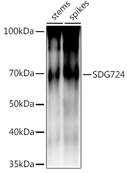 SDG724 Rabbit pAb