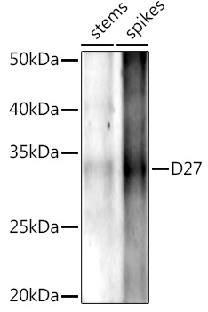 D27 Rabbit pAb