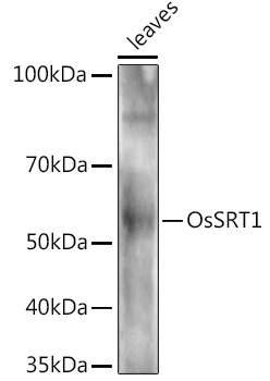 OsSRT1 Rabbit pAb