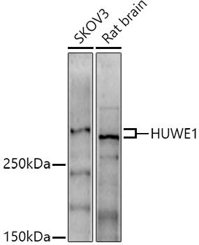 HUWE1 Rabbit pAb