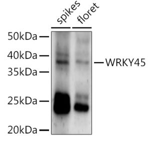 WRKY45 Rabbit pAb