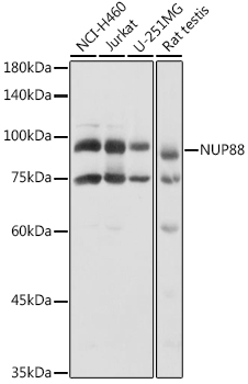 NUP88 Rabbit pAb