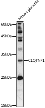C1QTNF1 Rabbit pAb