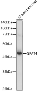 GPAT4 Rabbit pAb