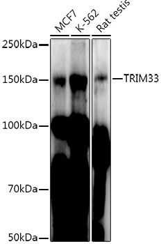 TRIM33 Rabbit pAb