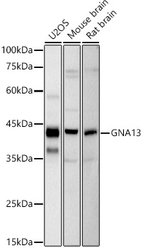 GNA13 Rabbit mAb