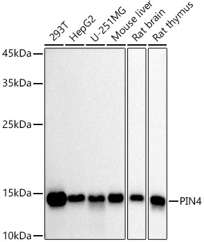 PIN4 Rabbit mAb