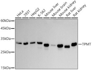 TPMT Rabbit mAb