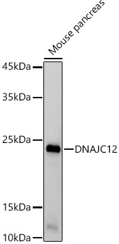 DNAJC12 Rabbit mAb