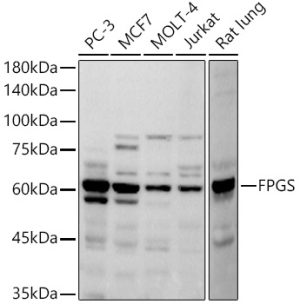 FPGS Rabbit mAb