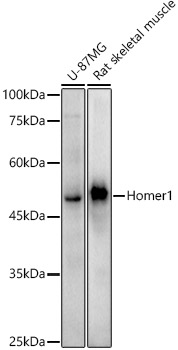 Homer1 Rabbit mAb