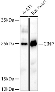 CINP Rabbit pAb