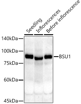 BSU1 Rabbit pAb
