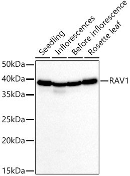 RAV1 Rabbit pAb