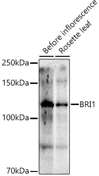 BRI1 Rabbit pAb