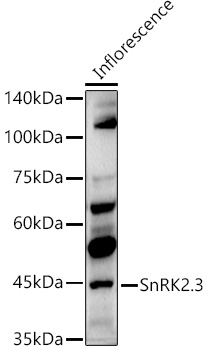 SnRK2.3 Rabbit pAb