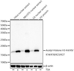 Acetyl-Histone H3-K4/K9/K14/K18/K23/K27 Rabbit pAb