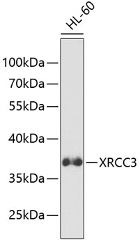 XRCC3 Rabbit pAb
