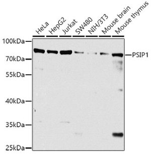 PSIP1 Rabbit pAb