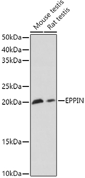 EPPIN Rabbit pAb