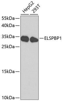 ELSPBP1 Rabbit pAb