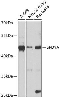 SPDYA Rabbit pAb