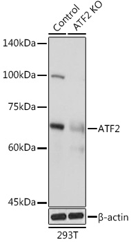 [KO Validated] ATF2 Rabbit pAb