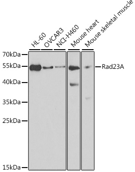 Rad23A Rabbit pAb