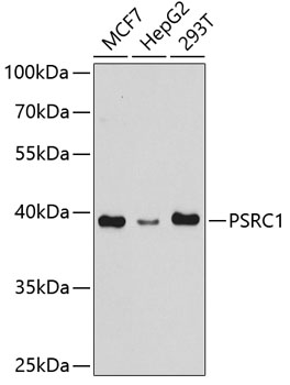 PSRC1 Rabbit pAb