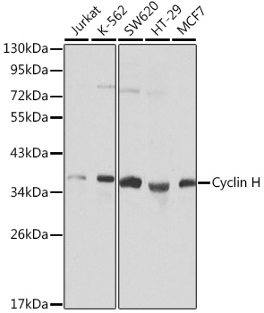 Cyclin H Rabbit pAb