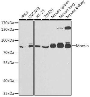Moesin Rabbit pAb