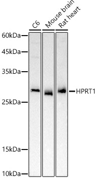 HPRT1 Rabbit pAb