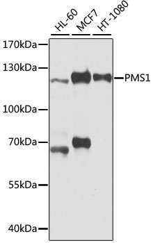 PMS1 Rabbit pAb