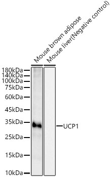 UCP1 Rabbit mAb