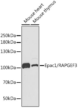 Epac1/RAPGEF3 Rabbit pAb
