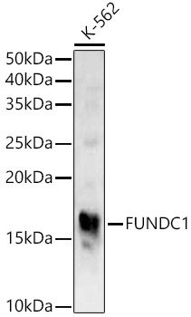 FUNDC1 Rabbit pAb