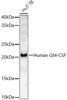 Human GM-CSF Rabbit pAb