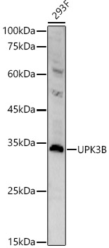 UPK3B Rabbit pAb