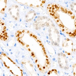 PAX8 Rabbit mAb