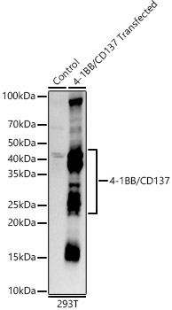 4-1BB/CD137 Rabbit mAb