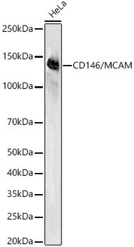 CD146/MCAM Rabbit mAb