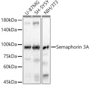 Semaphorin 3A Rabbit mAb