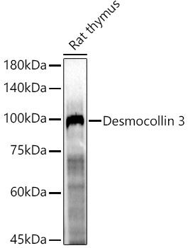 Desmocollin 3 Rabbit pAb
