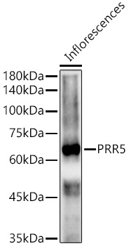 PRR5 Rabbit pAb