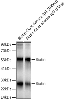 Biotin Rabbit mAb