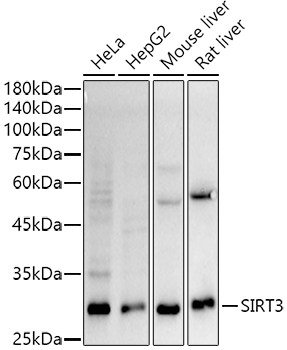 [KO Validated] SIRT3 Rabbit mAb