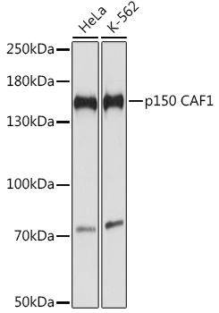 p150 CAF1 Rabbit pAb